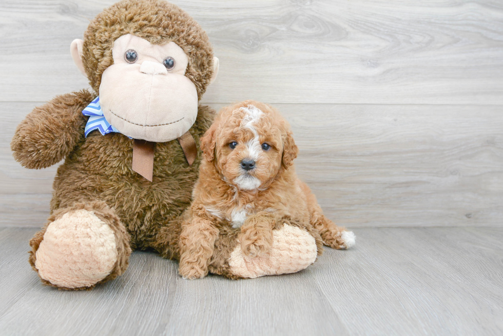 Small Mini Goldendoodle Baby