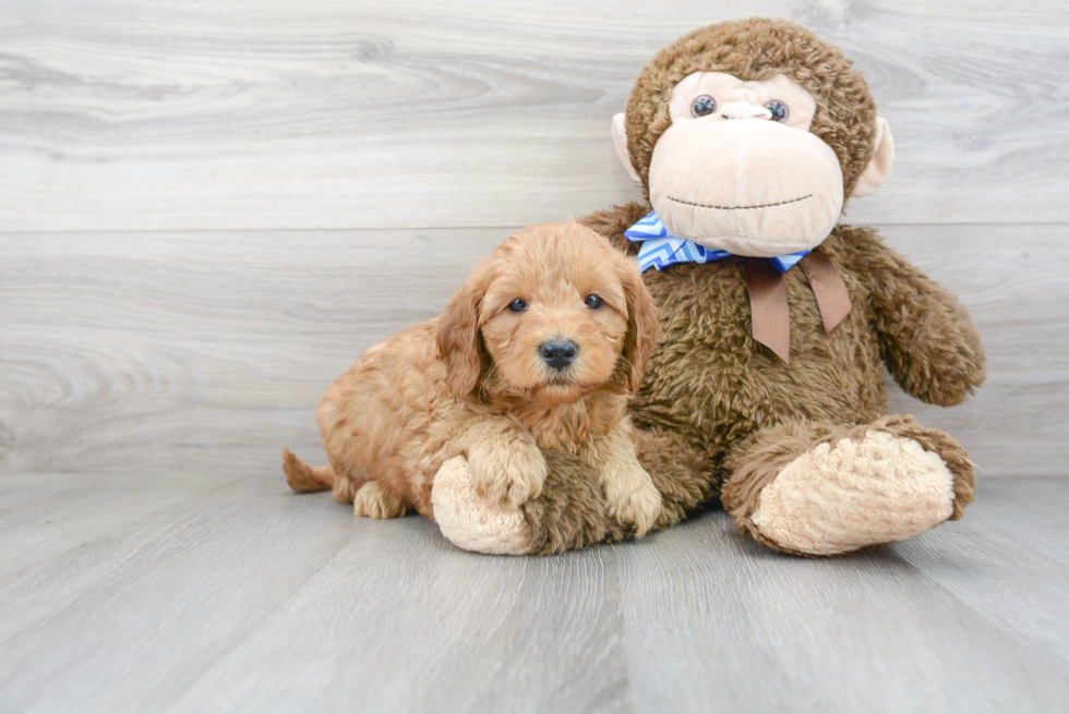 Best Mini Goldendoodle Baby