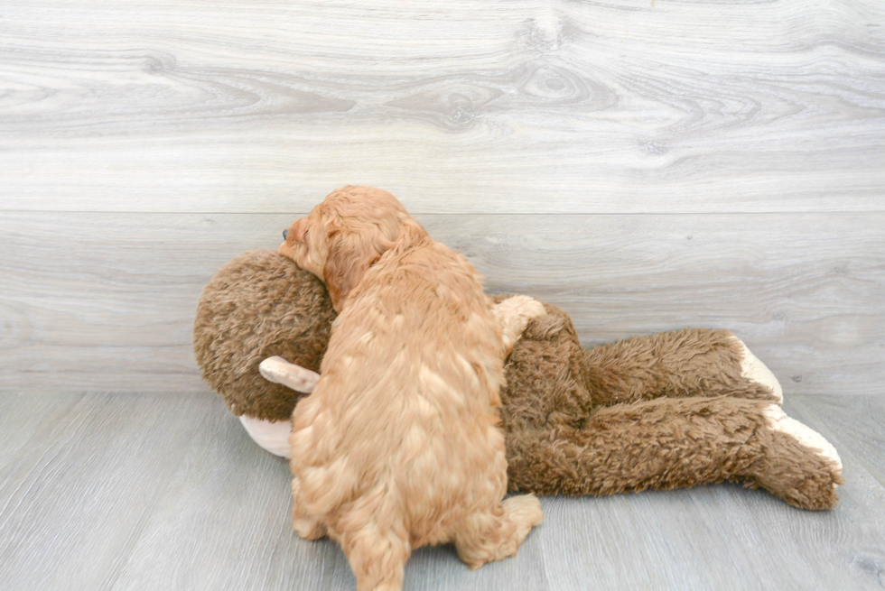 Popular Mini Goldendoodle Poodle Mix Pup