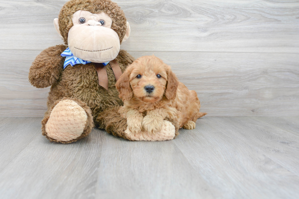 Popular Mini Goldendoodle Poodle Mix Pup