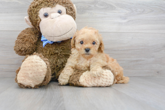 Small Mini Goldendoodle Baby