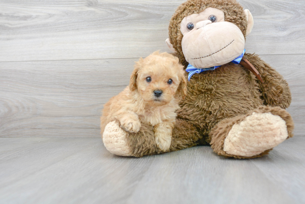 Hypoallergenic Golden Retriever Poodle Mix Puppy