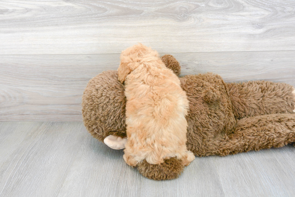 Mini Goldendoodle Pup Being Cute