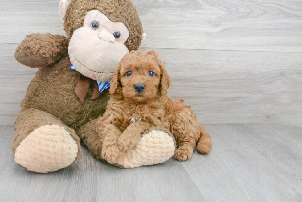 Best Mini Goldendoodle Baby