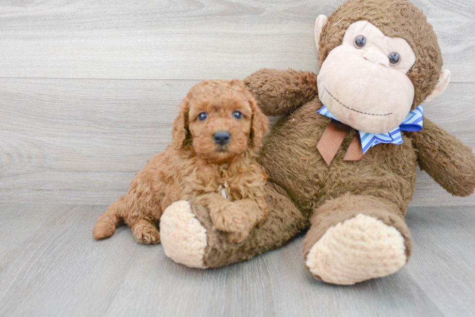 Mini Goldendoodle Puppy for Adoption