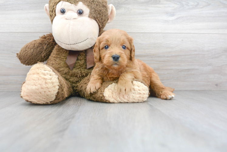 Sweet Mini Goldendoodle Baby