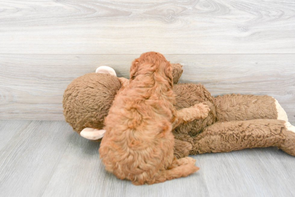 Hypoallergenic Golden Retriever Poodle Mix Puppy