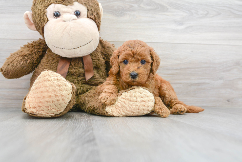 Fluffy Mini Goldendoodle Poodle Mix Pup