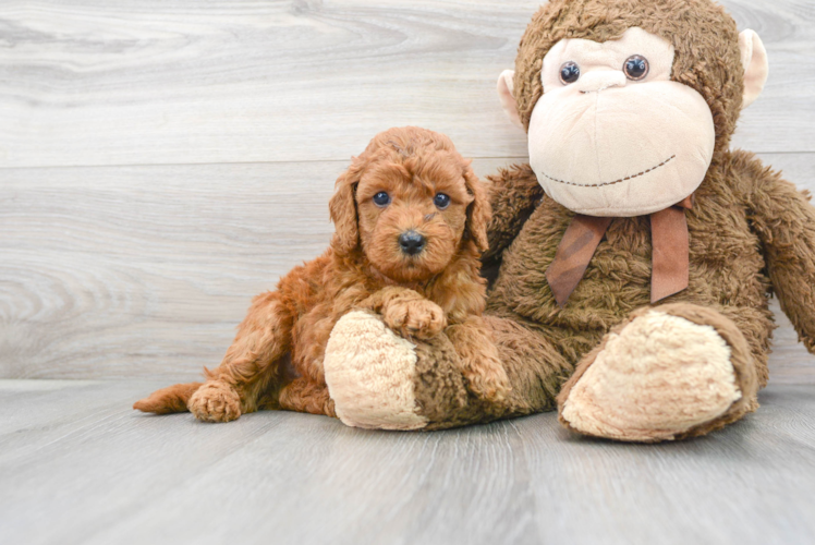 Best Mini Goldendoodle Baby