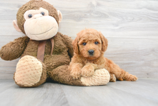 Mini Goldendoodle Puppy for Adoption