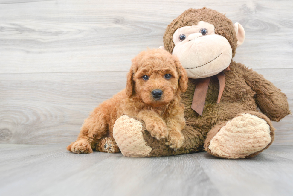 Smart Mini Goldendoodle Poodle Mix Pup