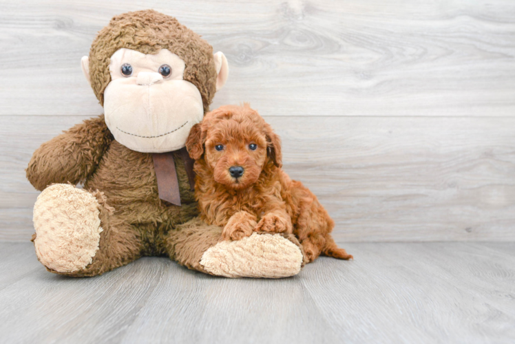 Friendly Mini Goldendoodle Baby