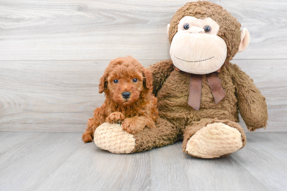 Mini Goldendoodle Pup Being Cute