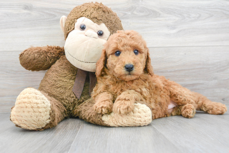 Best Mini Goldendoodle Baby