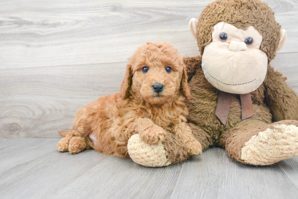 Mini Goldendoodle Pup Being Cute