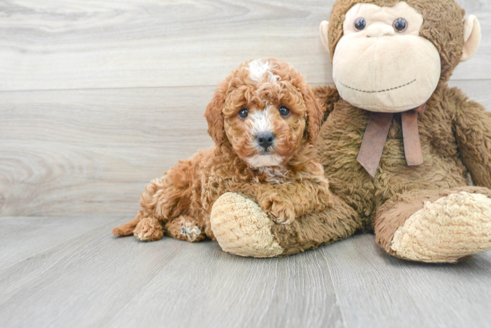 Smart Mini Goldendoodle Poodle Mix Pup