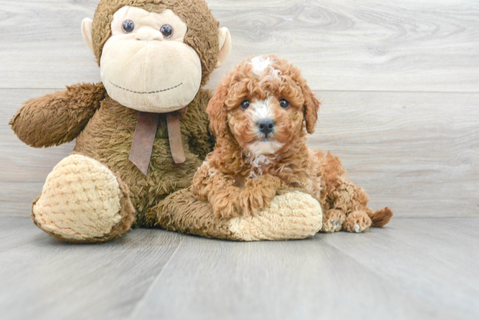 Energetic Golden Retriever Poodle Mix Puppy