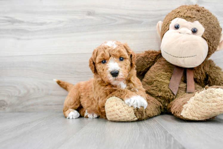 Mini Goldendoodle Puppy for Adoption