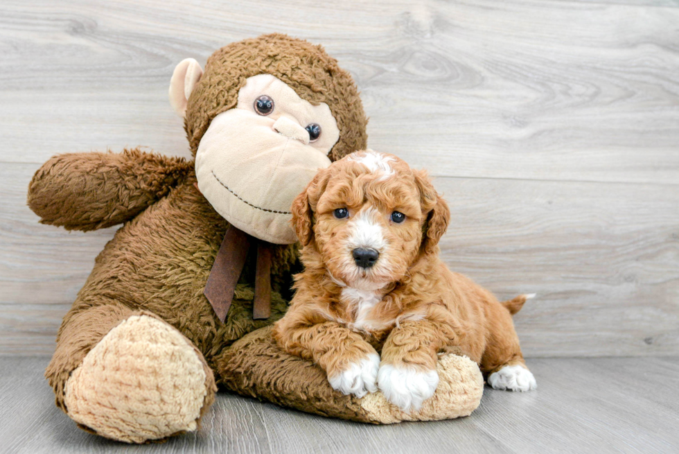 Smart Mini Goldendoodle Poodle Mix Pup