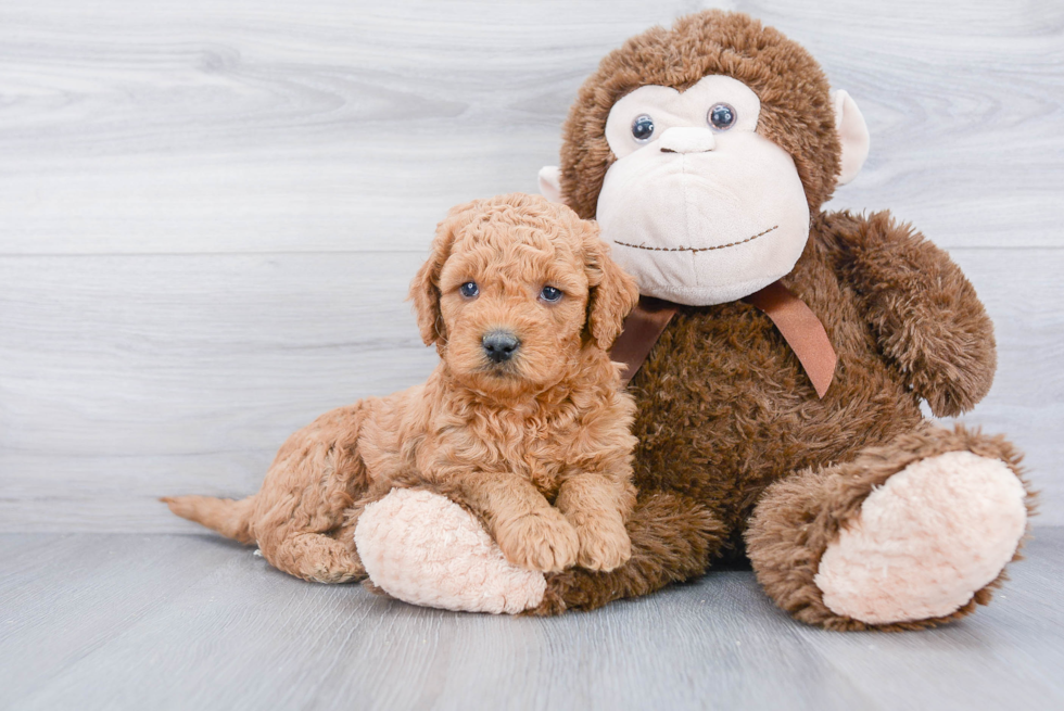 Smart Mini Goldendoodle Poodle Mix Pup