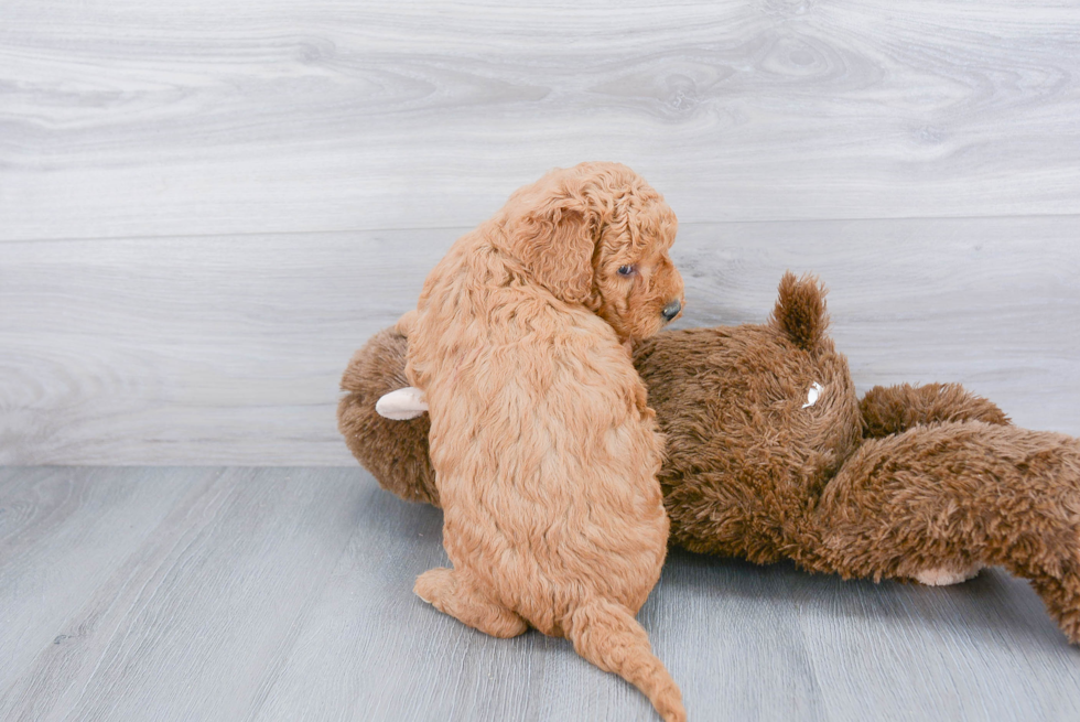 Happy Mini Goldendoodle Baby