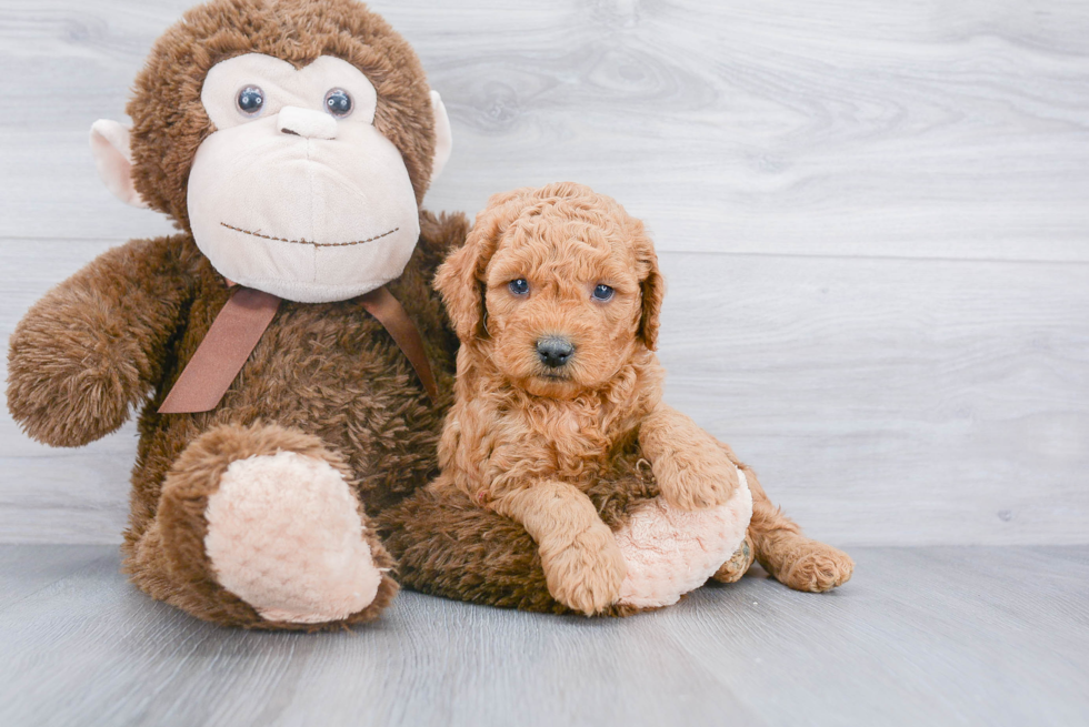 Happy Mini Goldendoodle Baby