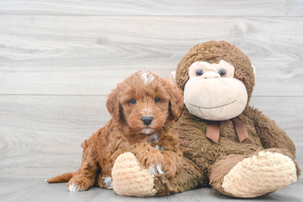 Popular Mini Goldendoodle Poodle Mix Pup