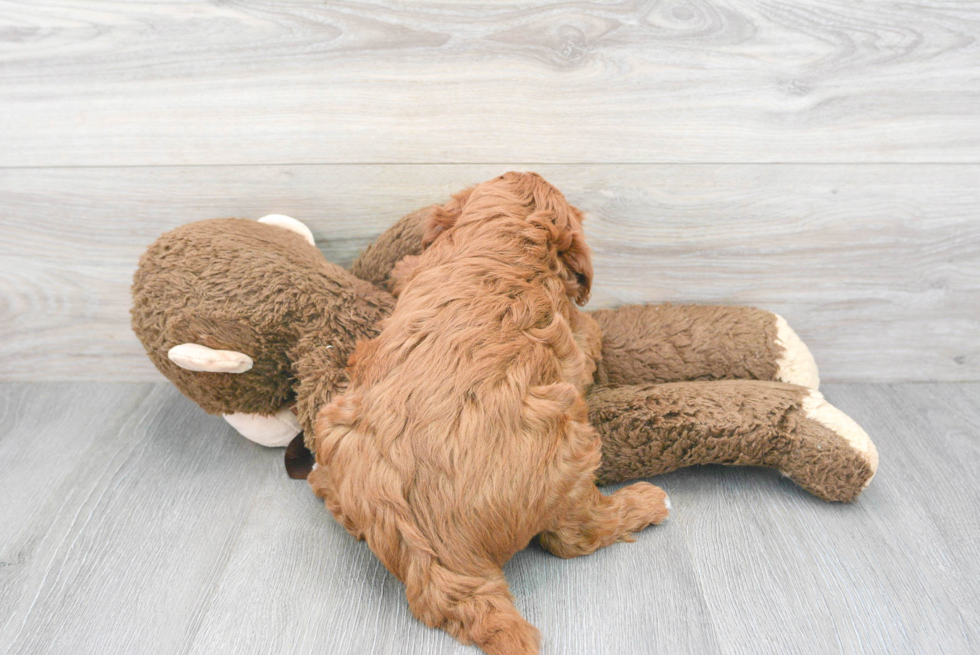 Mini Goldendoodle Pup Being Cute