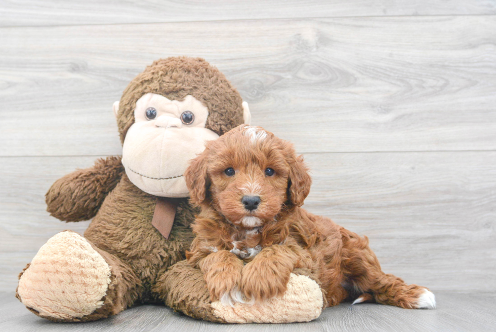 Best Mini Goldendoodle Baby