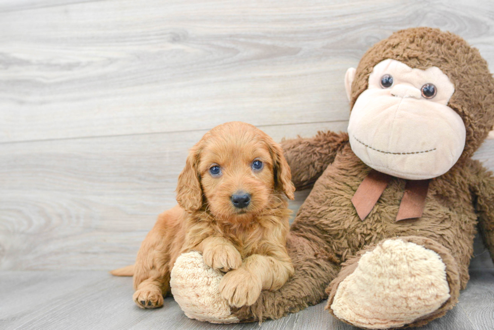 Mini Goldendoodle Pup Being Cute