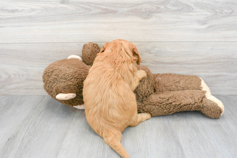 Small Mini Goldendoodle Baby