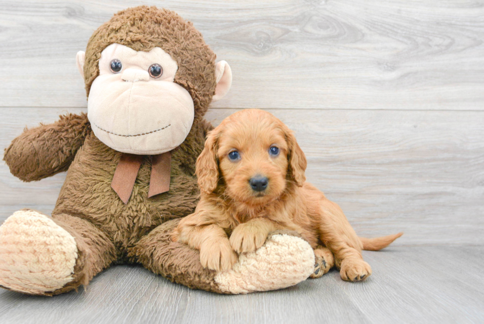 Mini Goldendoodle Puppy for Adoption