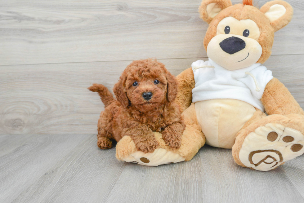 Mini Goldendoodle Pup Being Cute