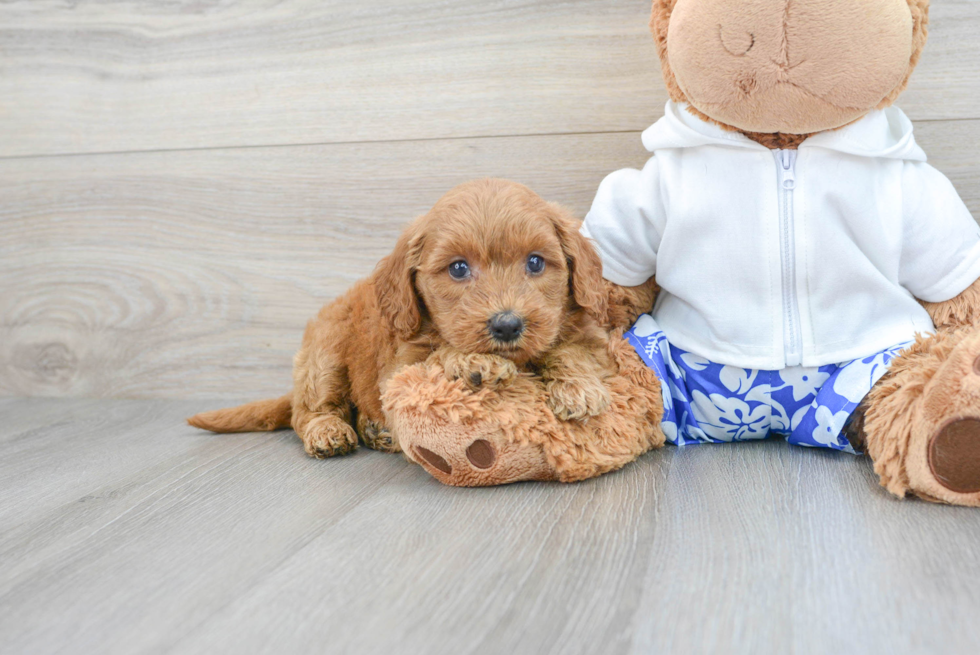 Mini Goldendoodle Pup Being Cute