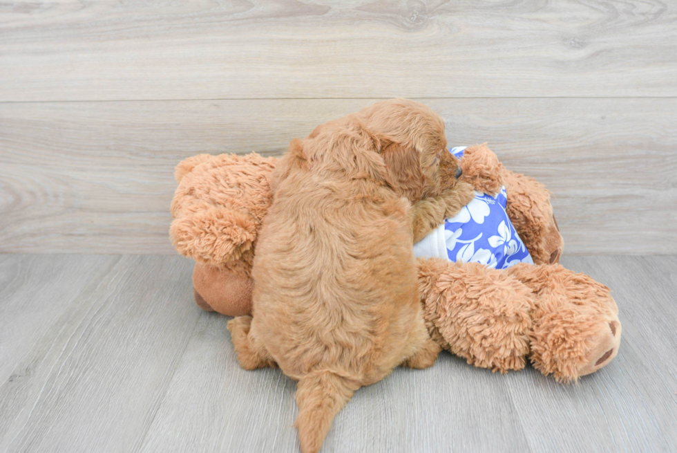 Mini Goldendoodle Pup Being Cute