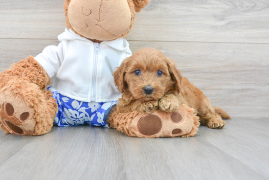 Adorable Golden Retriever Poodle Mix Puppy