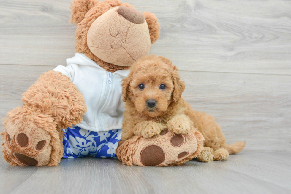 Funny Mini Goldendoodle Poodle Mix Pup