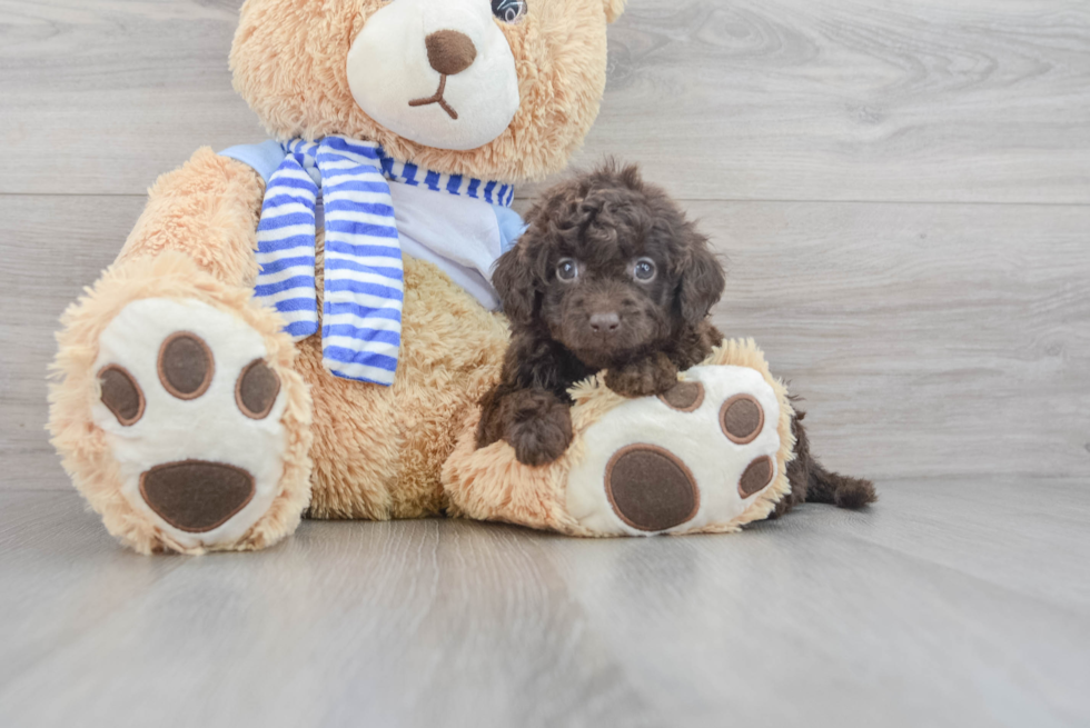 Hypoallergenic Golden Retriever Poodle Mix Puppy