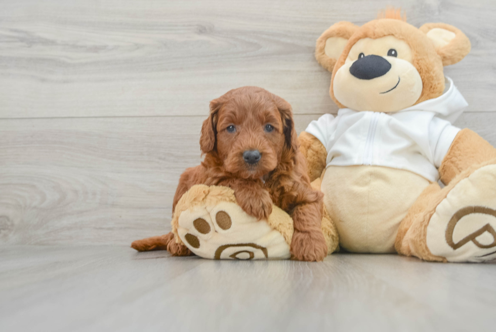 Small Mini Goldendoodle Baby