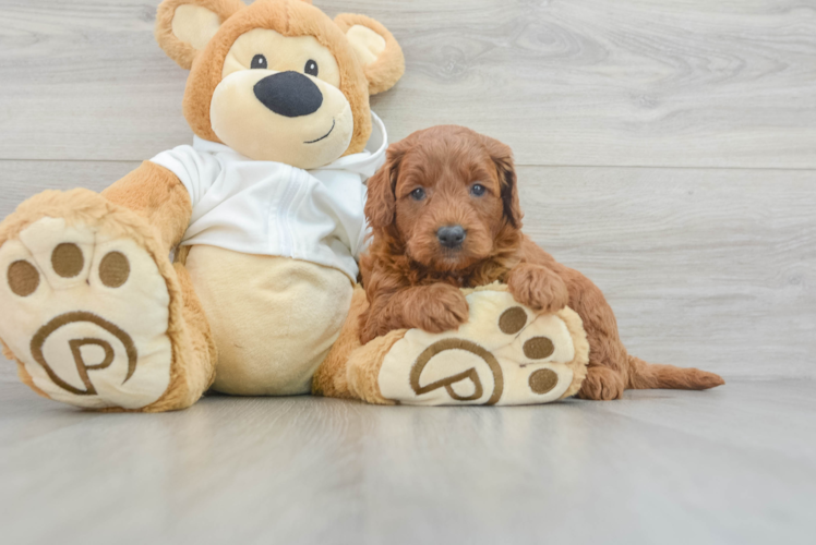 Mini Goldendoodle Pup Being Cute