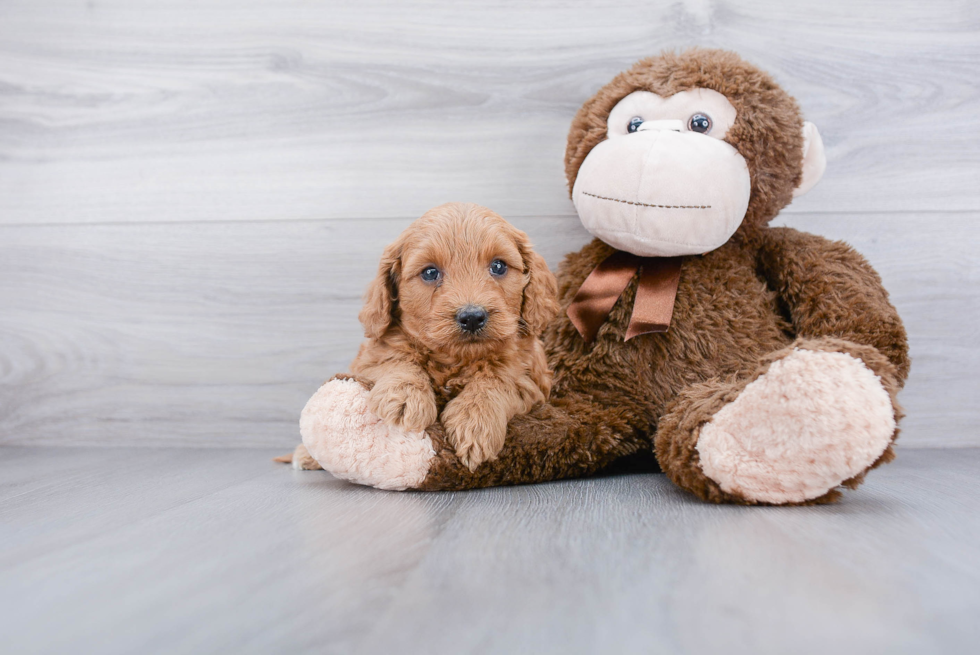 Mini Goldendoodle Pup Being Cute