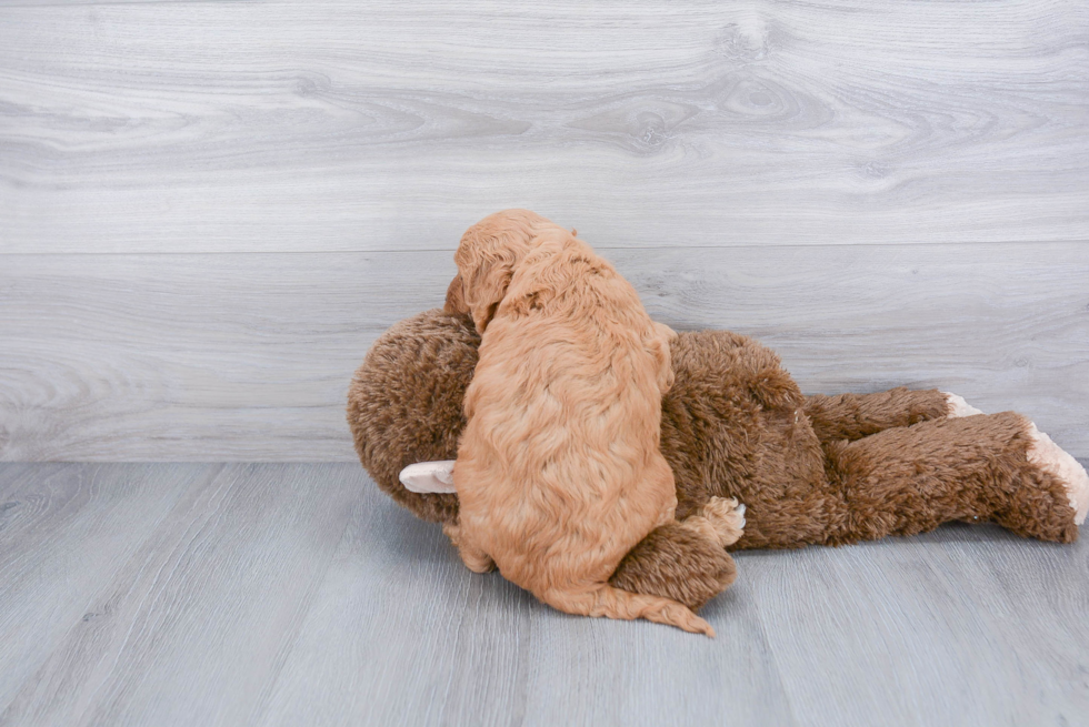 Best Mini Goldendoodle Baby