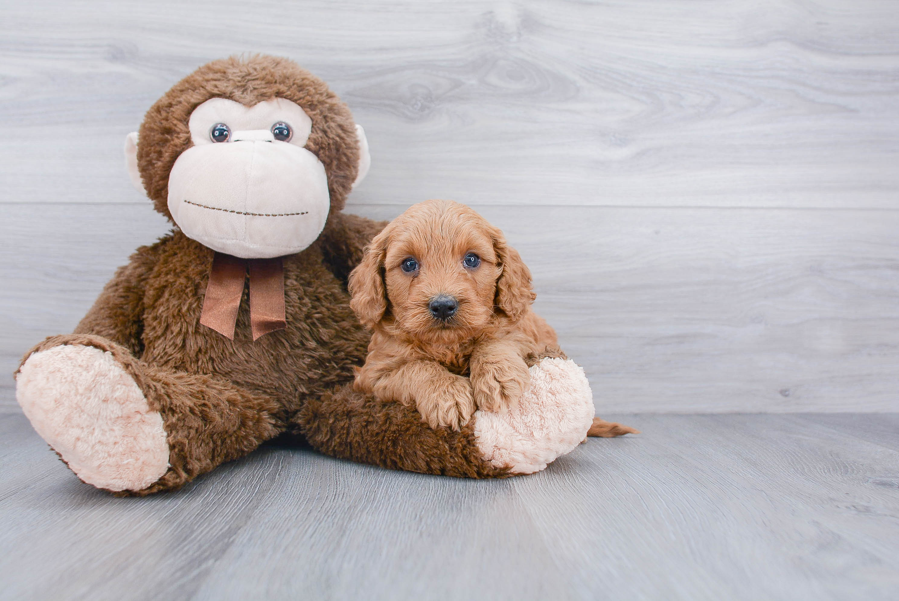 Mini Goldendoodle Pup Being Cute