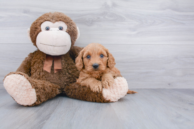 Mini Goldendoodle Pup Being Cute