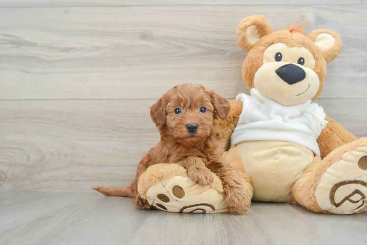 Best Mini Goldendoodle Baby