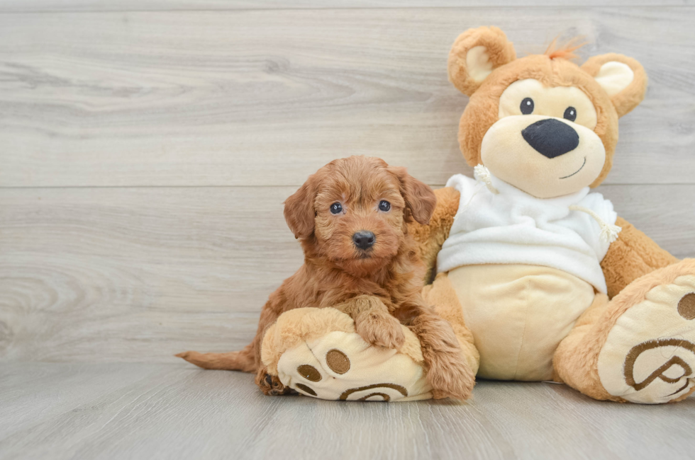 6 week old Mini Goldendoodle Puppy For Sale - Premier Pups