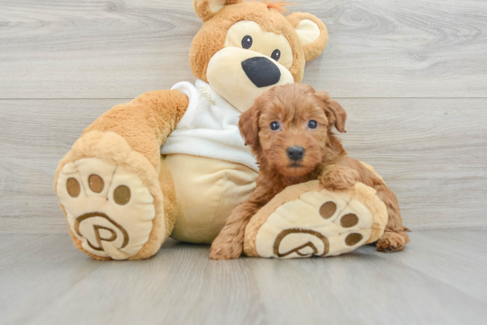 Mini Goldendoodle Pup Being Cute