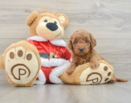 6 week old Mini Goldendoodle Puppy For Sale - Premier Pups