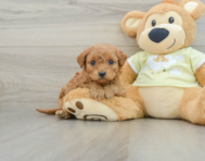 8 week old Mini Goldendoodle Puppy For Sale - Premier Pups