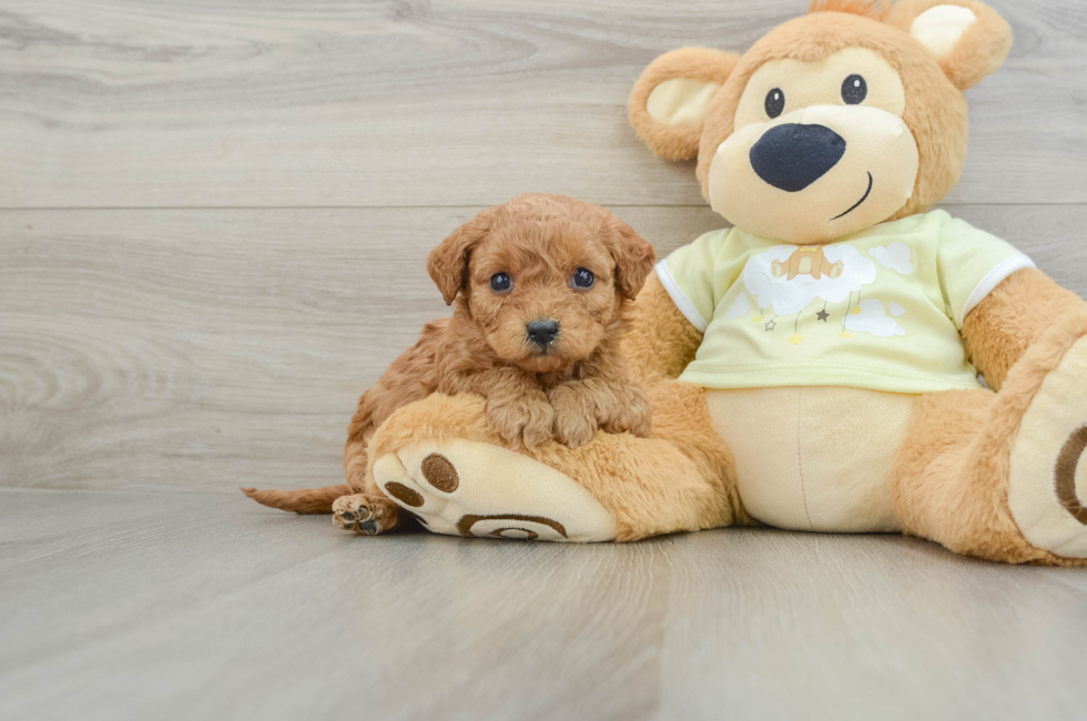 5 week old Mini Goldendoodle Puppy For Sale - Premier Pups